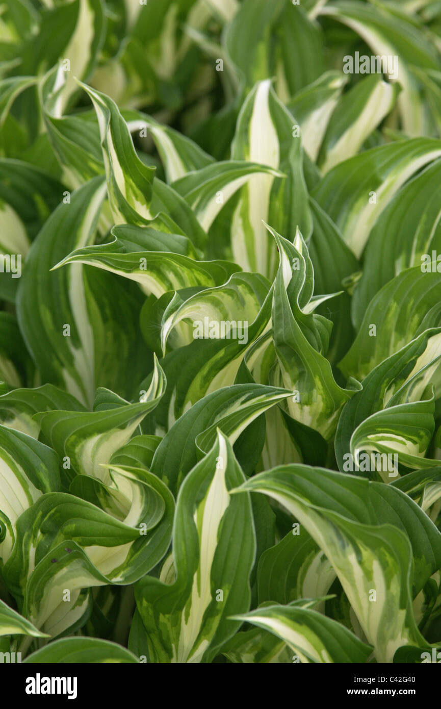 Hosta undulata Banque D'Images