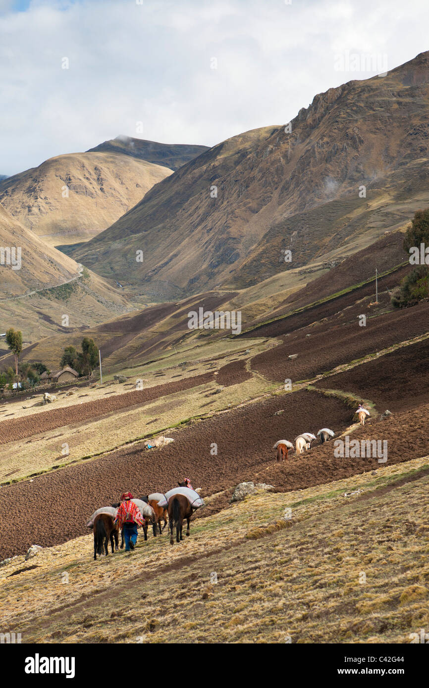 Pérou, Patakancha, village Patacancha, près de Ollantaytambo. Les hommes indiens en costume traditionnel le transport des marchandises avec cheval. Banque D'Images