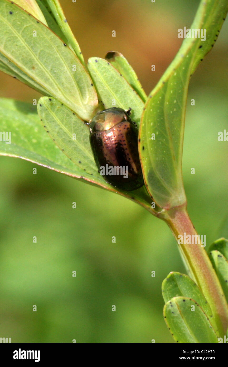 Flower Beetle, Phratora vitellinae, Chrysomelidae, Coleoptera. Dormir sur un trèfle Plante. Banque D'Images