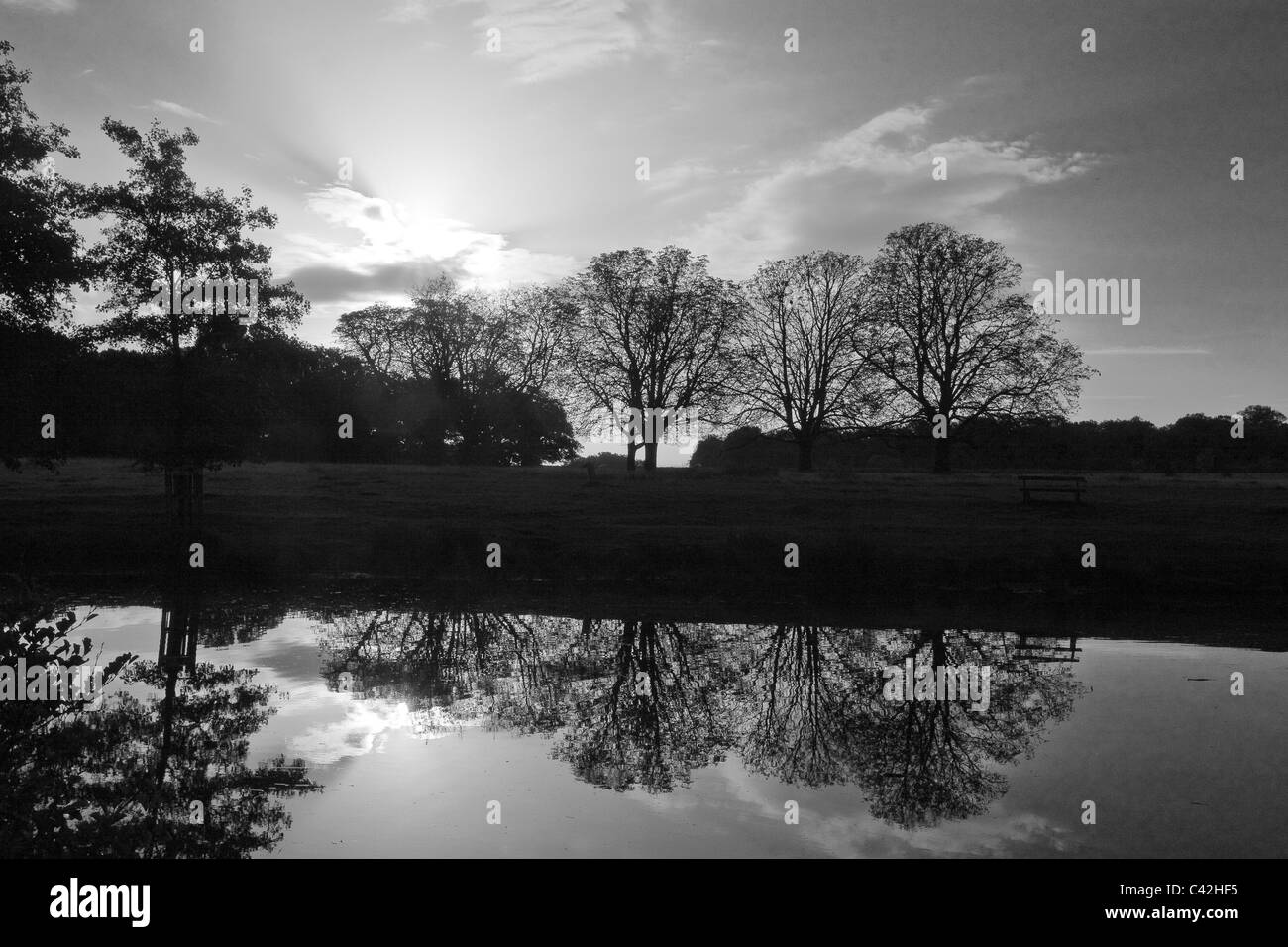 Richmond Park tôt le matin Banque D'Images