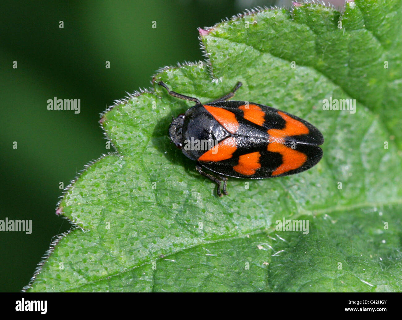 Noir et rouge, Froghopper Cercopis vulnerata, Cercopidae (spittlebug) Famille, Cercopoidea, Hémiptères Banque D'Images