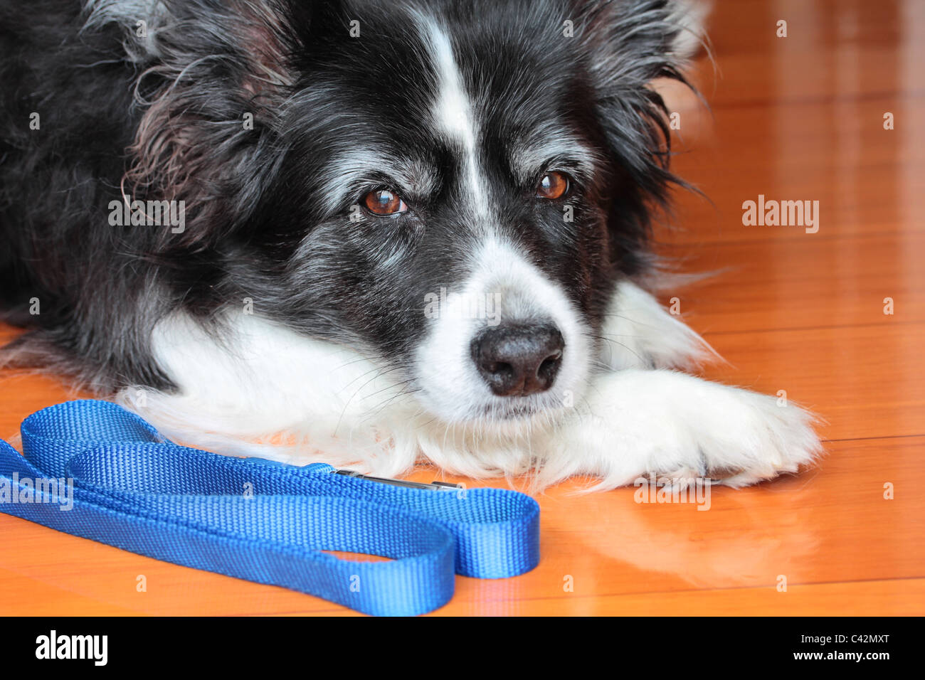 Personnes âgées Border Collie chien avec une laisse bleue Banque D'Images