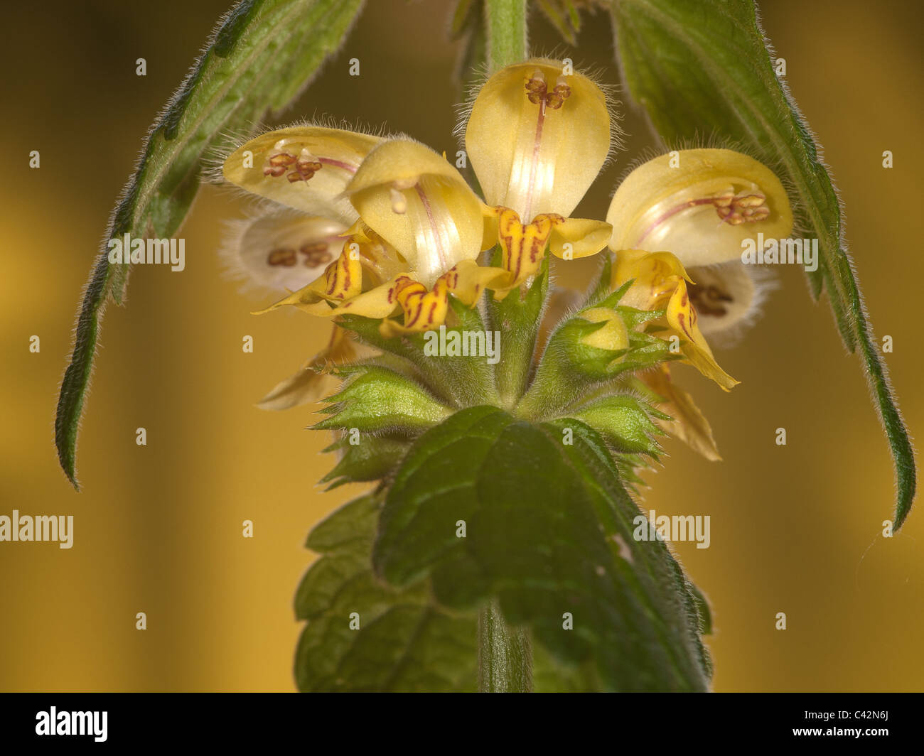 Lamiastrum galeobdolon, Archange, jaune de fleurs portrait horizontal avec beau concentrer l'arrière-plan. Banque D'Images