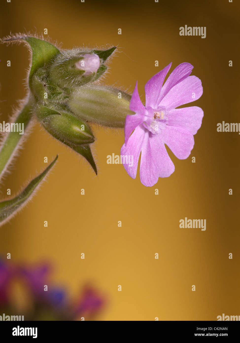Red campion, Silene dioica, portrait de fleur rose avec des problèmes de mise au point arrière-plan. Banque D'Images
