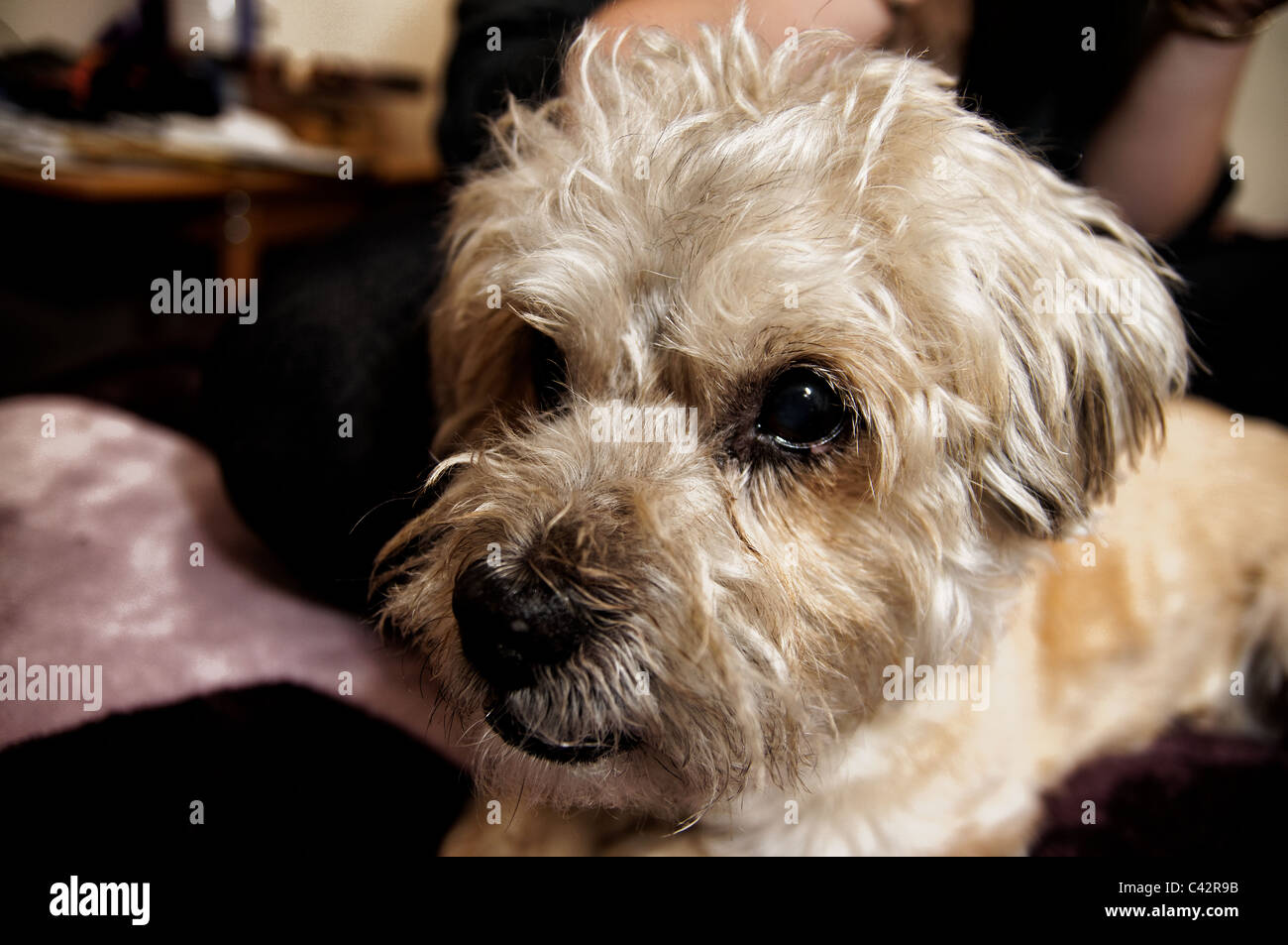 Jack Russell Terrier de Lhassa Apso cross Banque D'Images