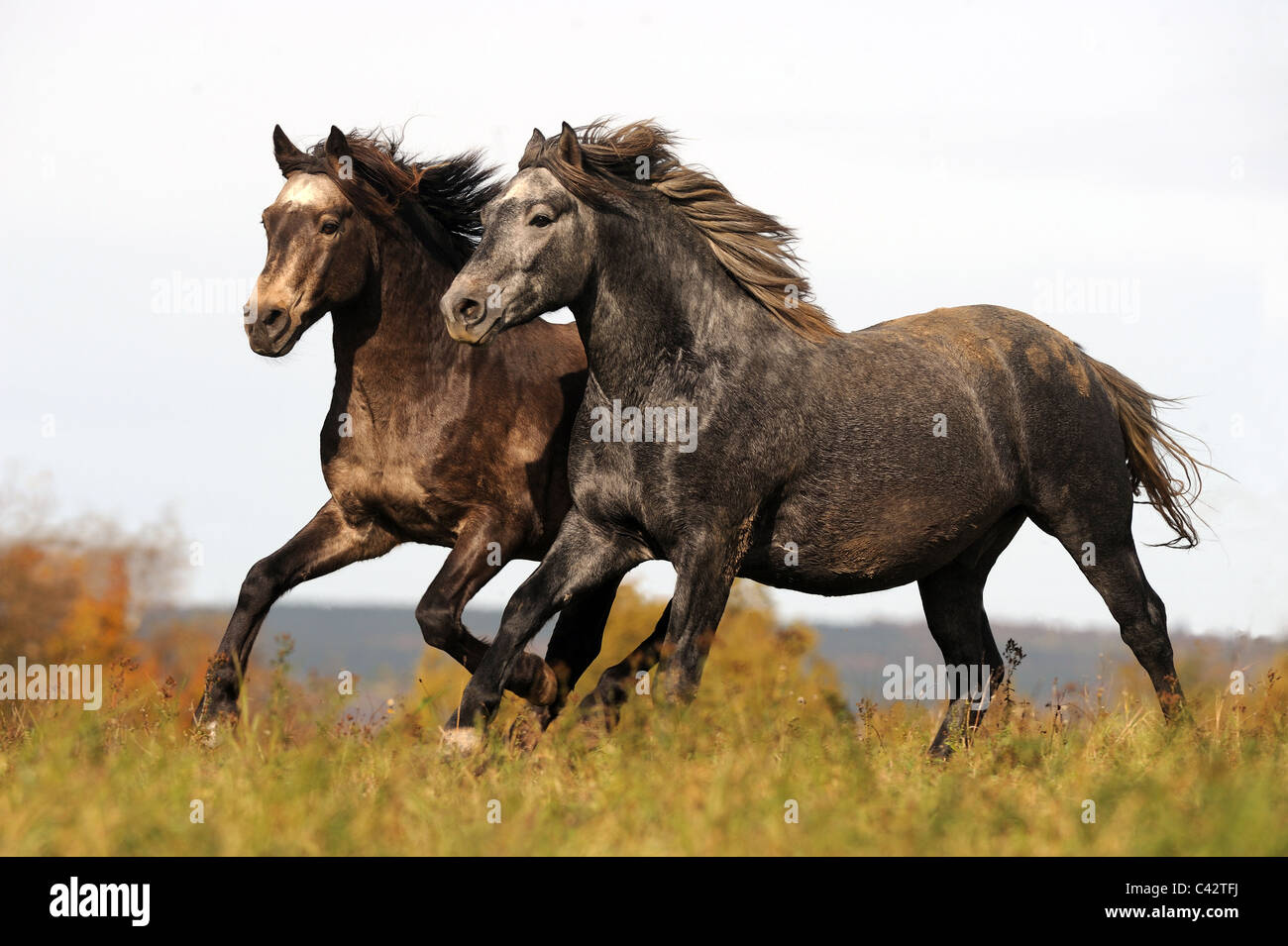 Poney Connemara (Equus ferus caballus), deux jeunes étalons dans un galop sur un pré. L'Allemagne. Banque D'Images