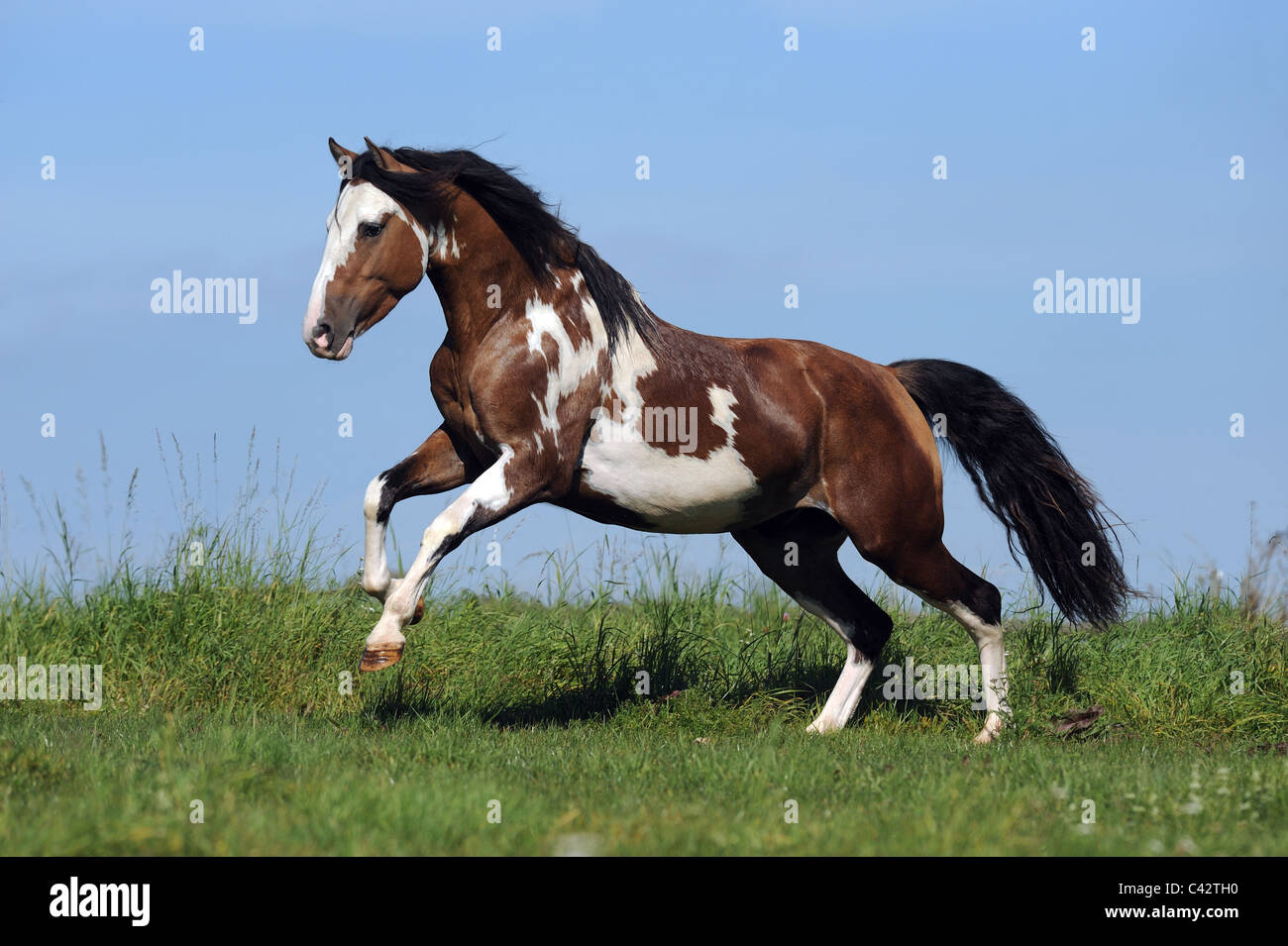 Le Criollo (Equus ferus caballus), étalon au galop sur un pré. Allemagne Banque D'Images