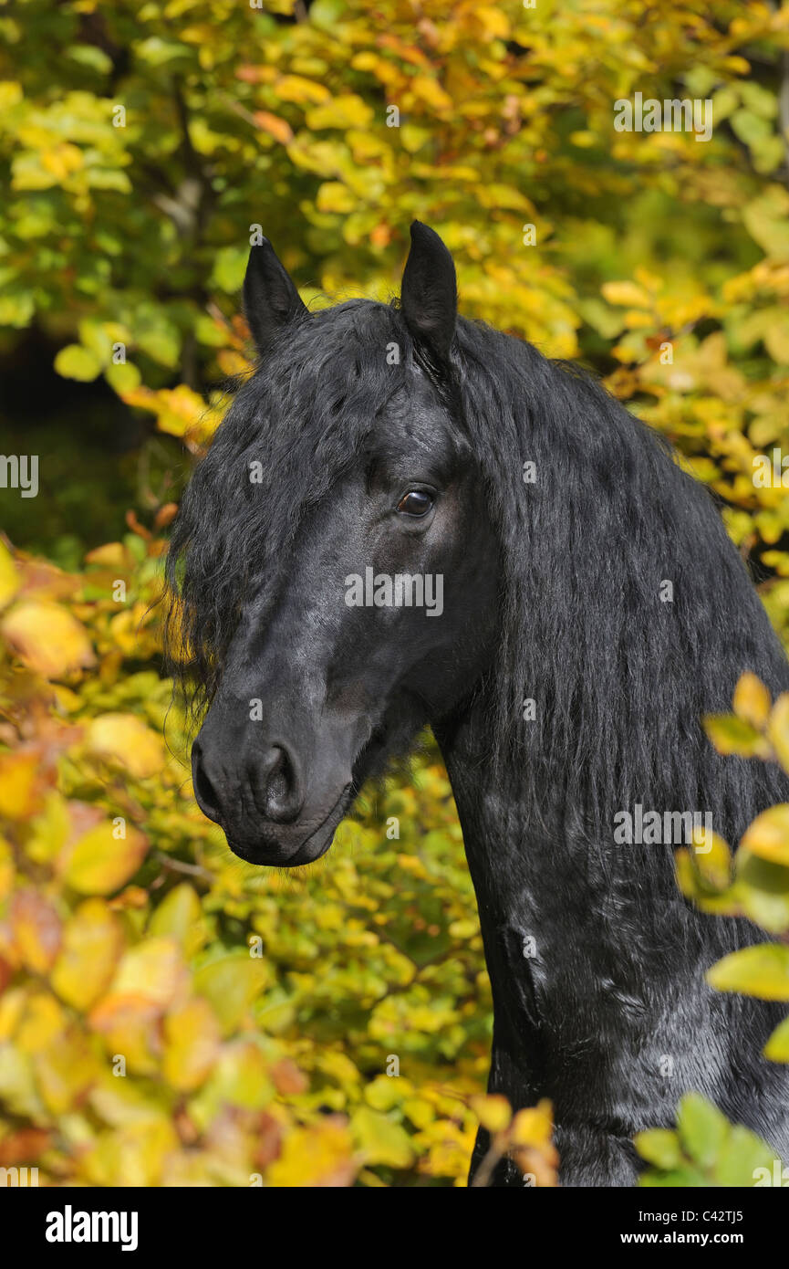 Cheval frison (Equus ferus caballus), portrait d'un jeune étalon. L'Allemagne. Banque D'Images