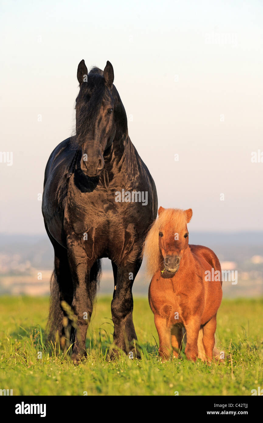 Cheval frison (Equus ferus caballus). Avec son ami étalon, un poney Shetland Miniature. L'Allemagne. Banque D'Images