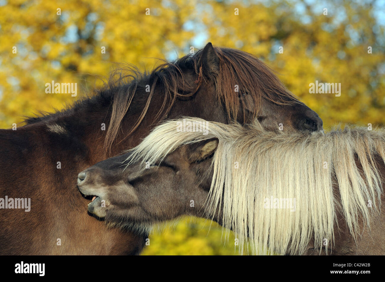 Cheval islandais (Equus ferus caballus). Deux jeunes juments sur un pâturage, toilettage mutuel. L'Allemagne. Banque D'Images