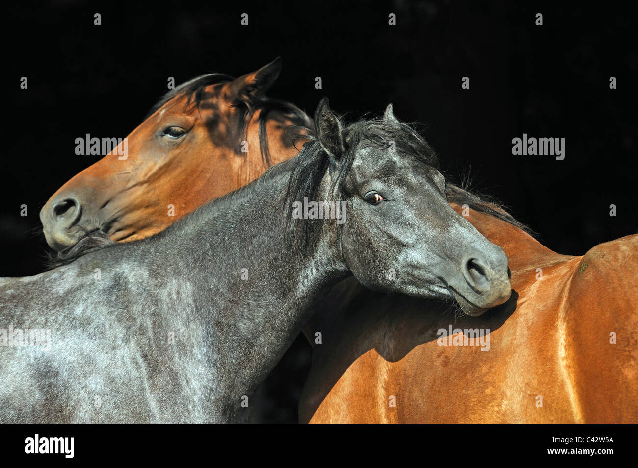 Mangalarga Marchador (Equus ferus caballus), deux autres juments chaque toilettage. L'Allemagne. Banque D'Images