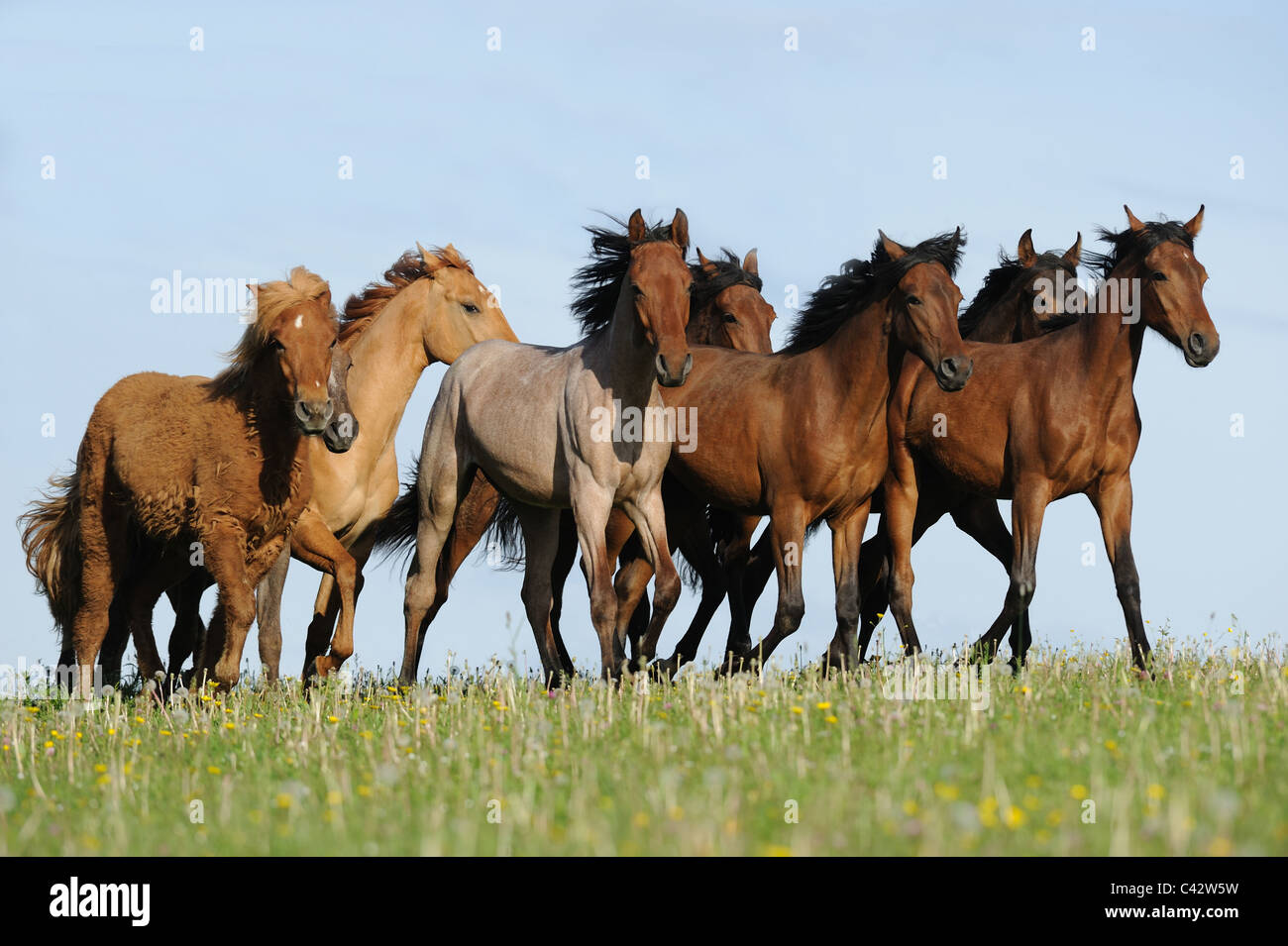 Et Mangalarga Marchador cheval islandais (Equus ferus caballus). Les jeunes étalons de troupeau trottant sur un pré. L'Allemagne. Banque D'Images