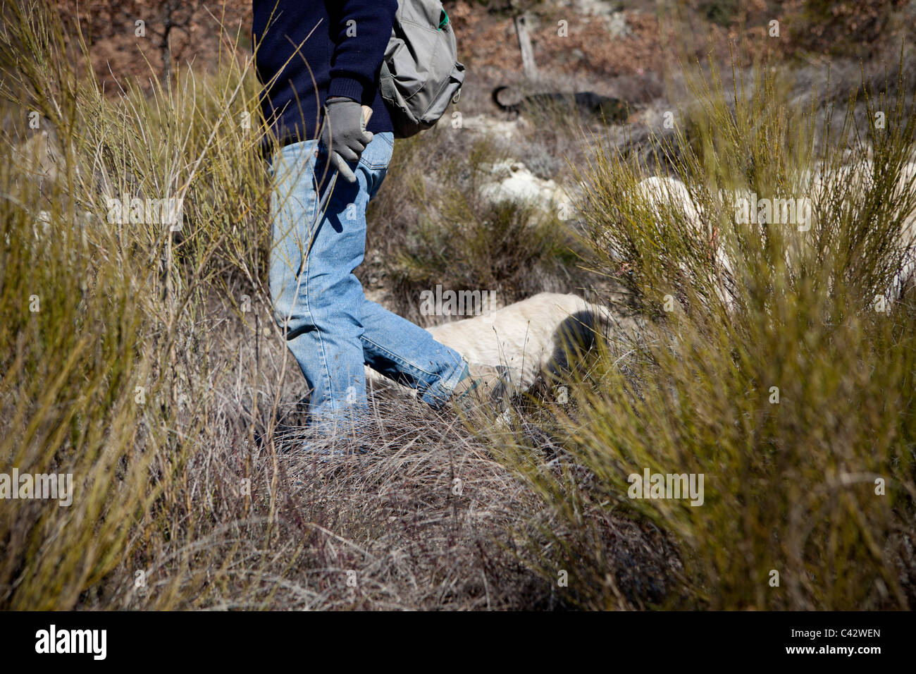 Jean Claude Authier marche sur terrain accidenté avec son chien truffe formés à la recherche de truffes sauvages dans les Alpes Françaises Banque D'Images