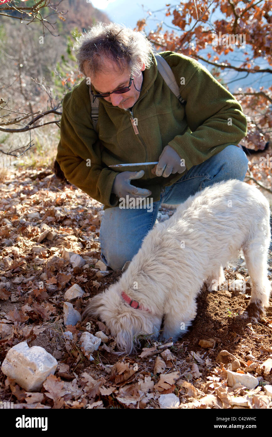 Jean Claude Authier la truffe du chien de creuser à une truffe noire dans les collines près de son domicile Banque D'Images