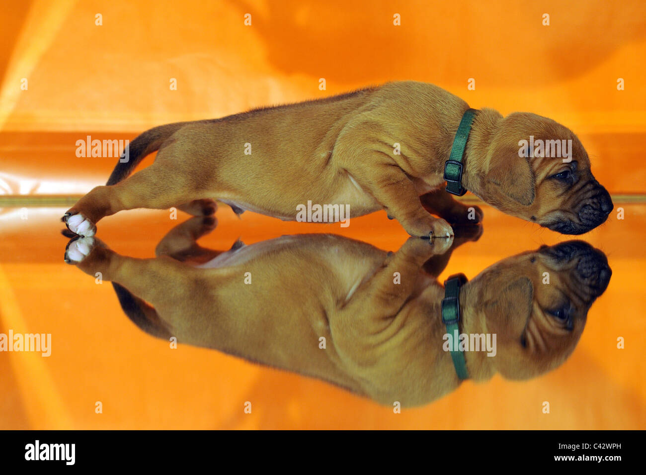 Le Rhodesian Ridgeback (Canis lupus familiaris). Marcher sur un chiot de couleur orange de la surface de mise en miroir. L'Allemagne. Banque D'Images