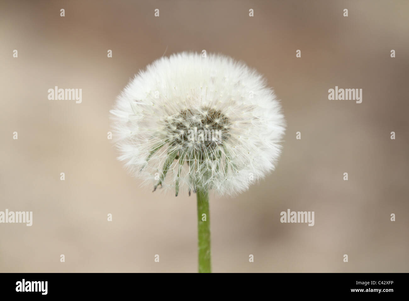 Une fleur de pissenlit qui a tourné à la semence Banque D'Images