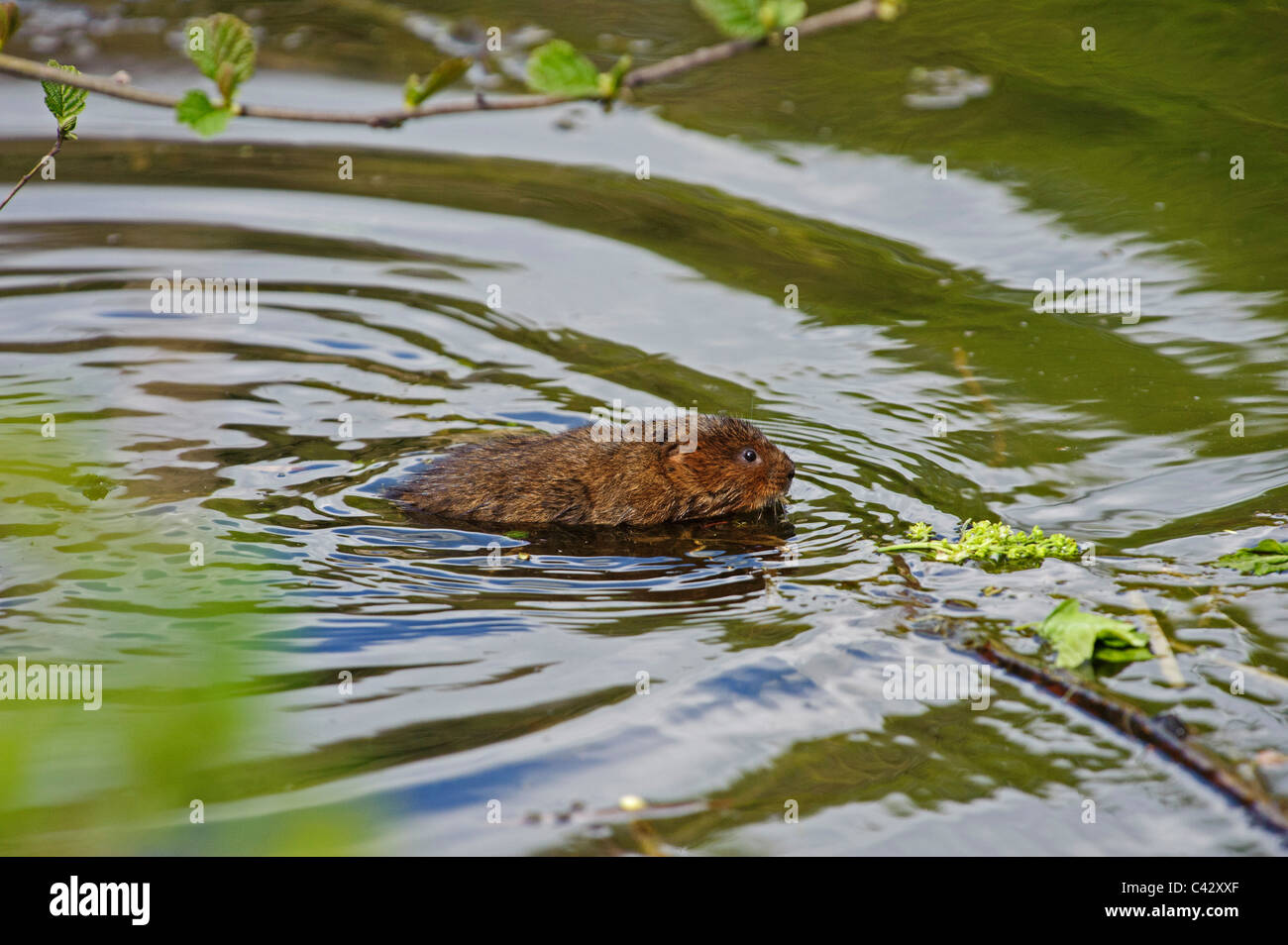 Le Campagnol de l'eau (Arvicola amphibius) Banque D'Images