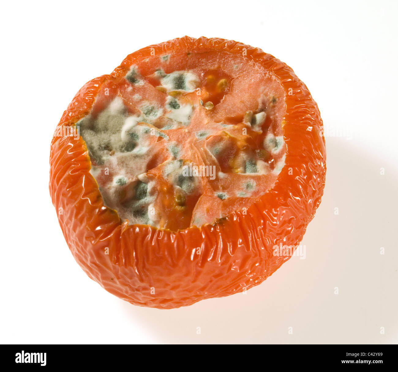 Vieille Tomate pourrie sur un fond blanc Banque D'Images