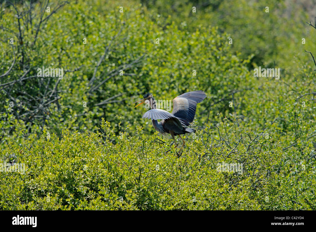 Héron pourpré (Ardea purpurea) Banque D'Images