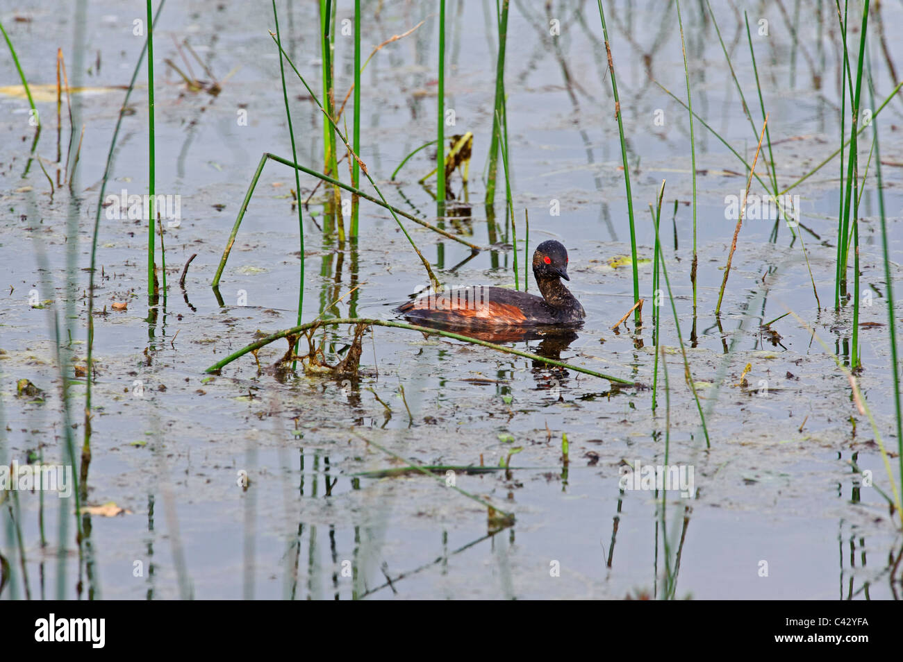 Grèbe à cou noir (Podiceps nigricollis), Femme Banque D'Images