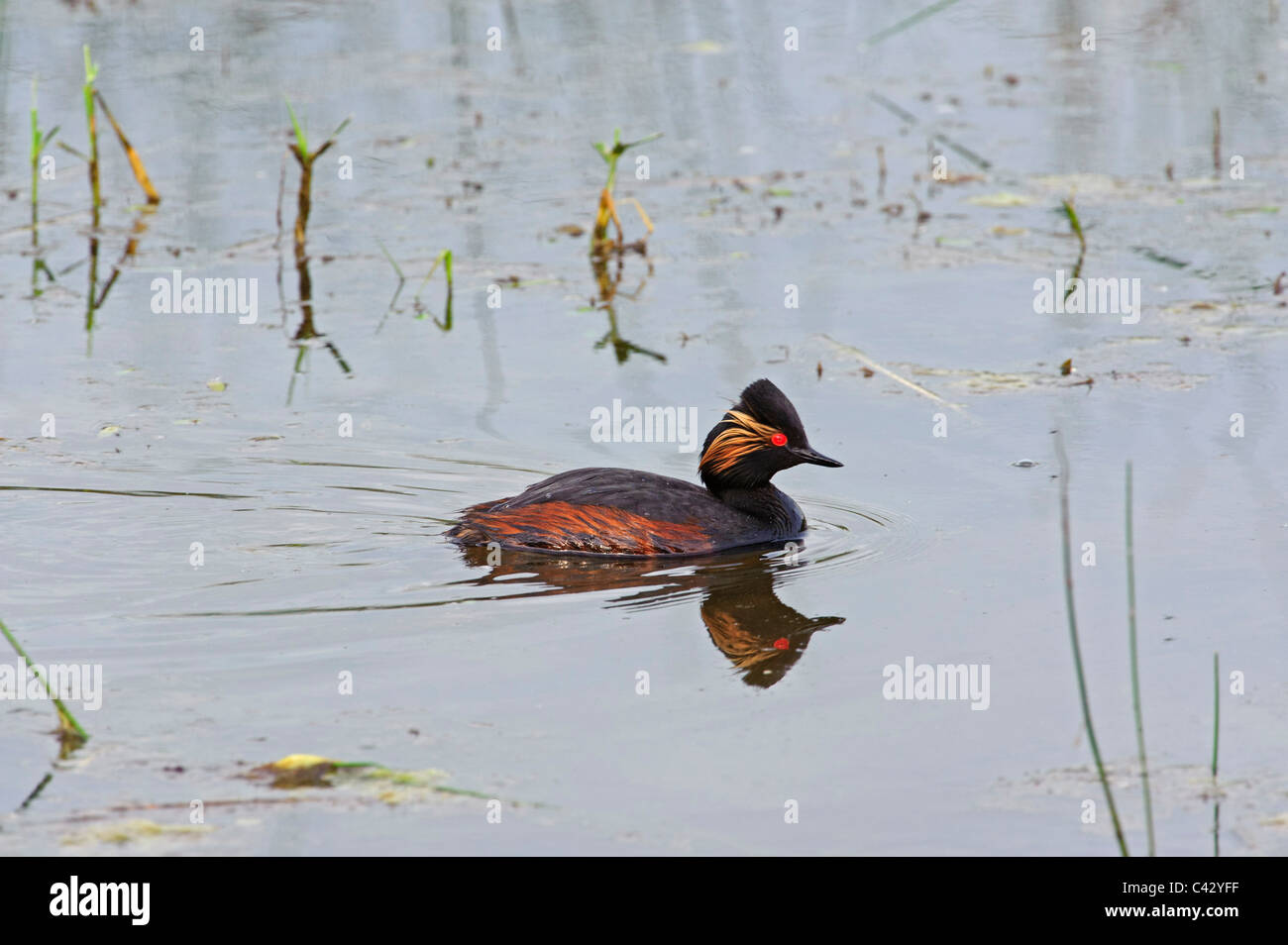 Grèbe à cou noir (Podiceps nigricollis), homme Banque D'Images