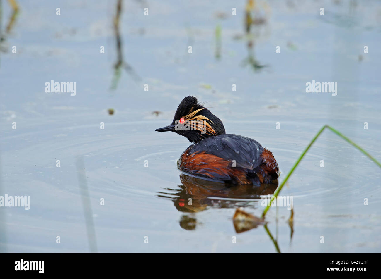 Grèbe à cou noir (Podiceps nigricollis), homme Banque D'Images