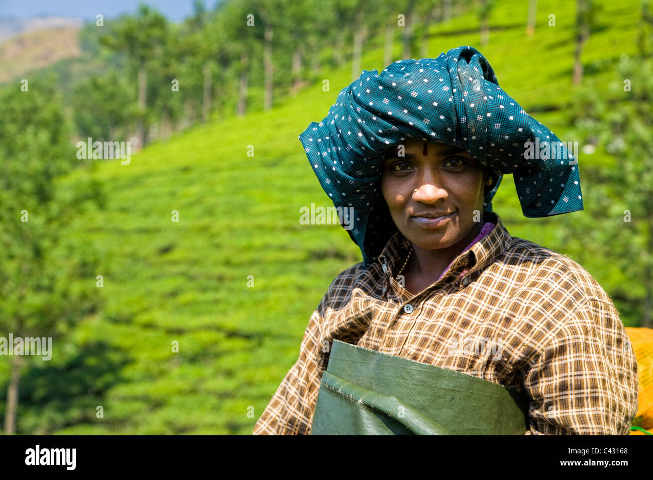 Women picking les feuilles de thé, plantation de thé de Munnar, Western Ghats, Kerala, Inde du Sud Banque D'Images