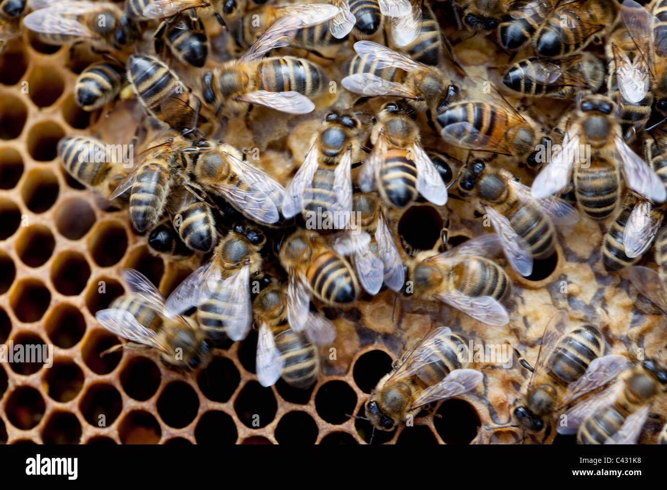 Les abeilles du miel sur un châssis , dans une ruche. Les cellules de miel Monkton Wylde, Dorset Banque D'Images