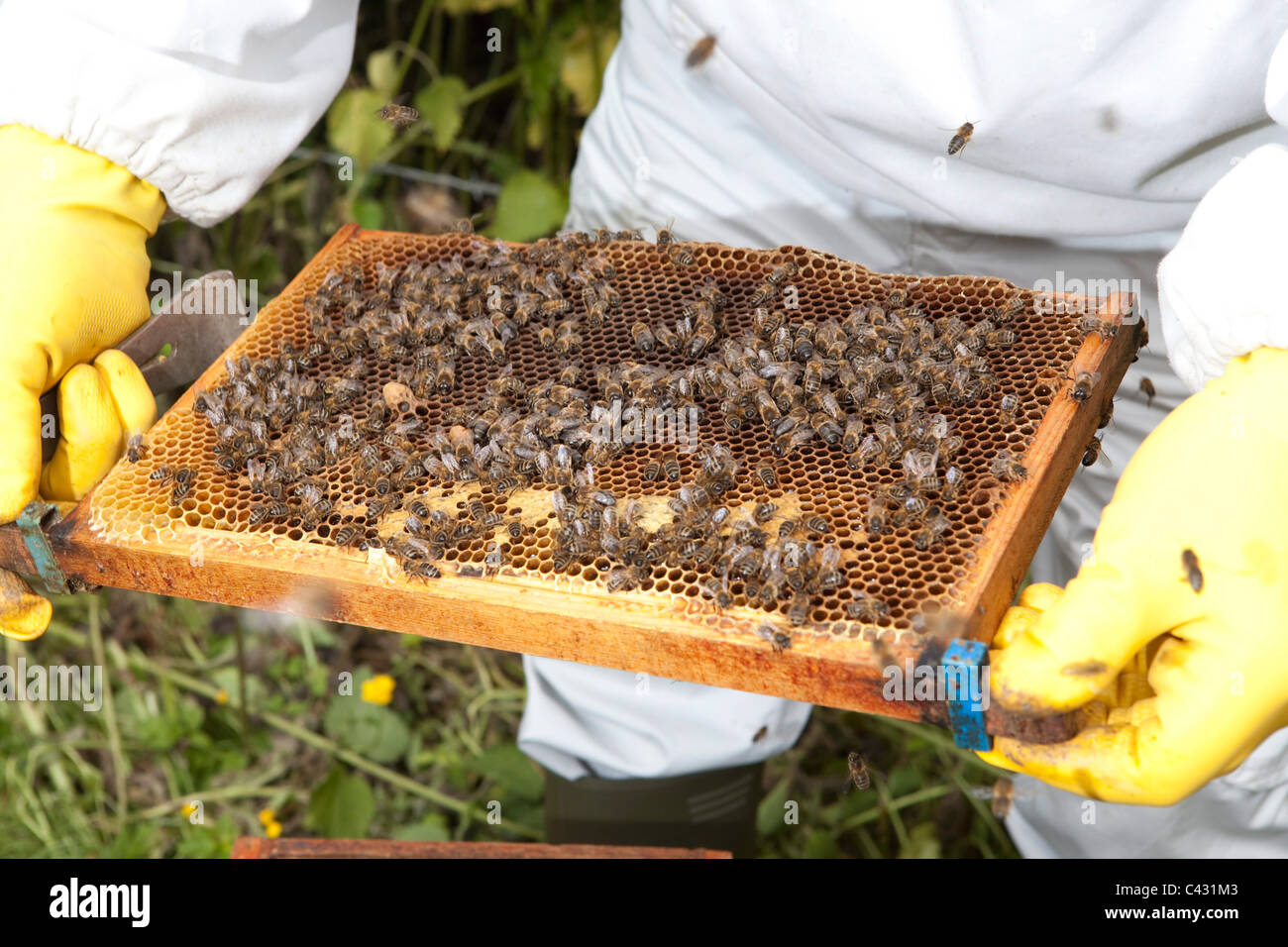 L'inspection d'un peigne. Cours d'apiculture à Monkton Wylde, Dorset. Chef de cours est David Wiscombe. Banque D'Images