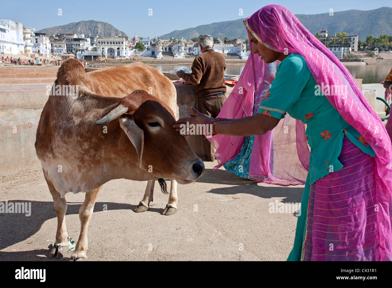 Femme indienne en adoration d'une vache. Pushkar. Le Rajasthan. L'Inde Banque D'Images