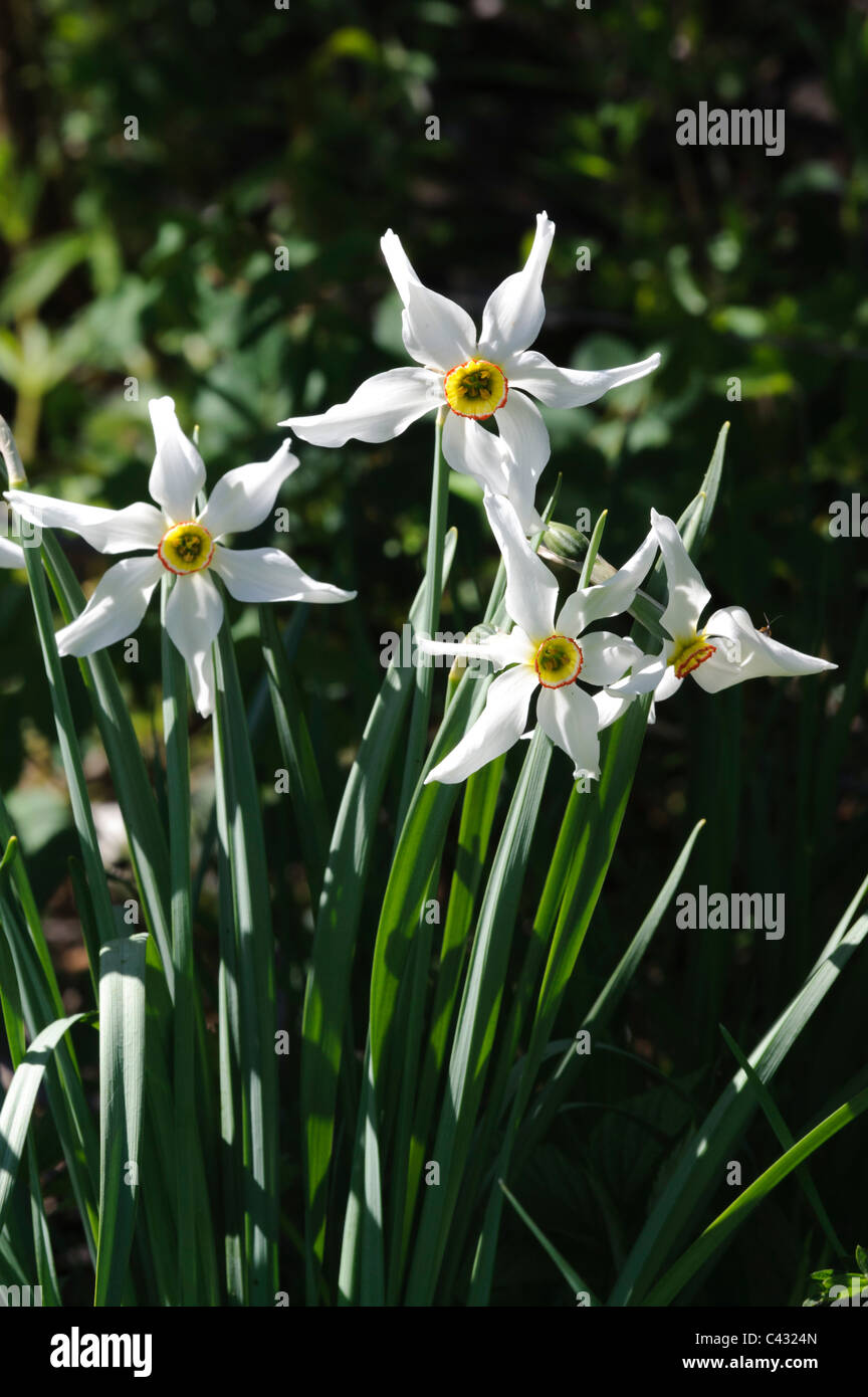 Le poète (Pheasant's-eye) Narcisse (Narcissus poeticus) Banque D'Images