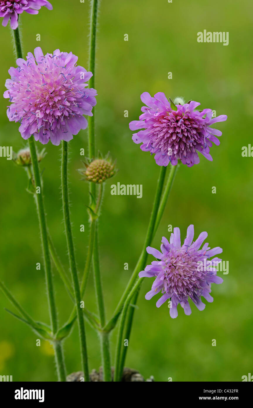 Field Scabious (Knautia arvensis) Banque D'Images