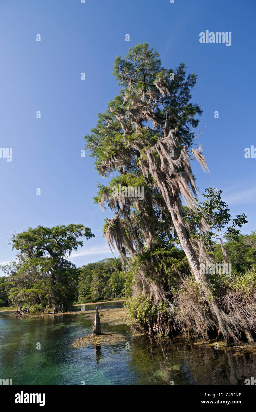 Vue panoramique de la rivière Wakulla à Wakulla Springs State Park près de Tallahassee en Floride. Banque D'Images