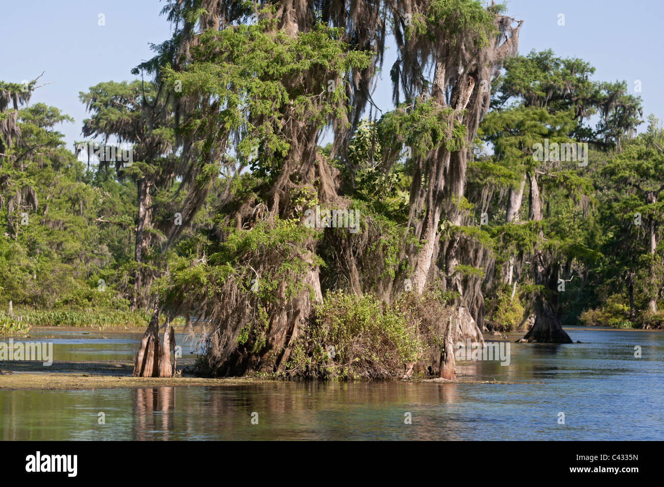 Vue panoramique de la rivière Wakulla à Wakulla Springs State Park près de Tallahassee en Floride. Banque D'Images