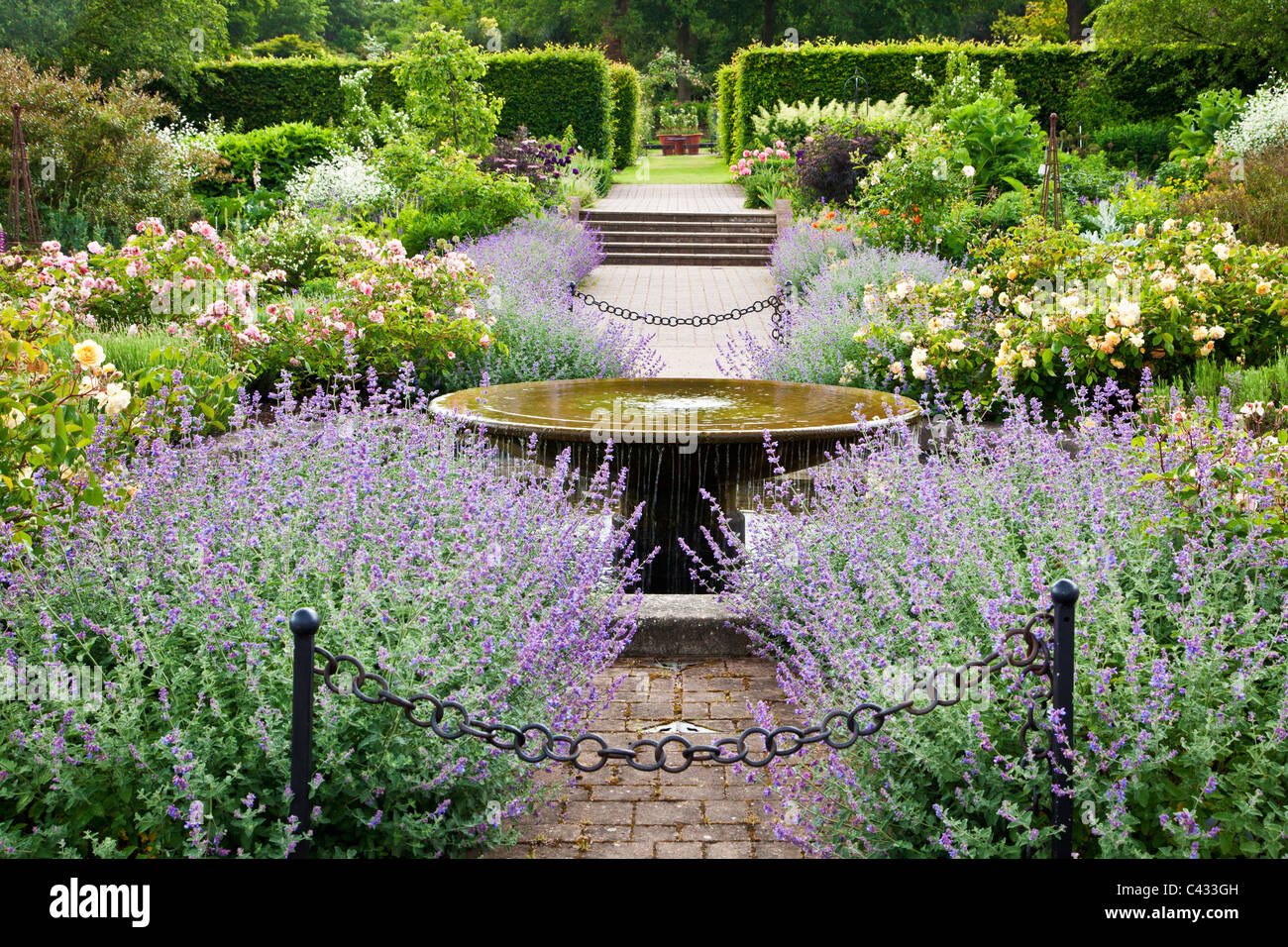 Le pays d'eau avec jardin, roses et Nepeta cataire ou à RHS Wisley, Surrey, England, UK Banque D'Images
