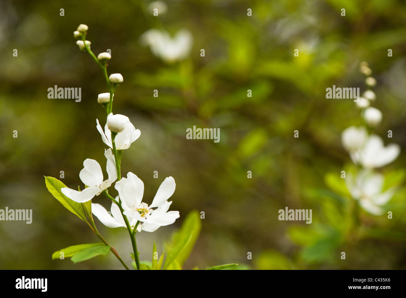 Exochorda korolkowii, Pearl, Bush en fleur Banque D'Images