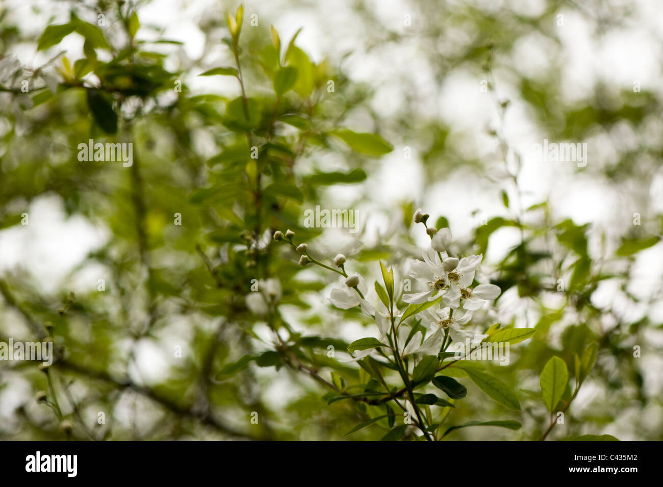 Exochorda korolkowii, Pearl, Bush en fleur Banque D'Images