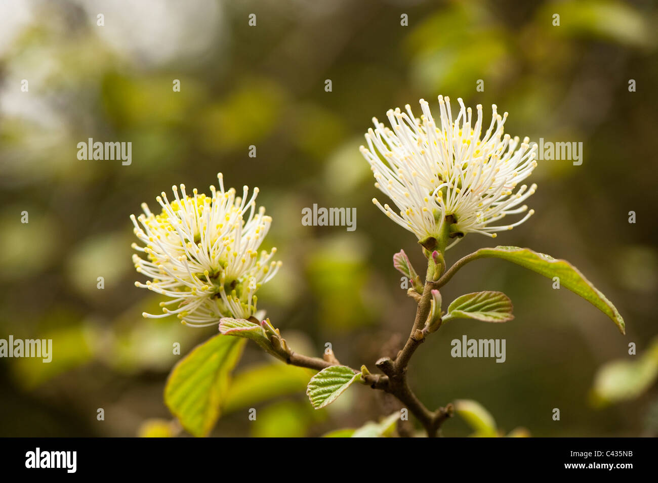 Fothergilla major, aulne, sorcière en fleur Banque D'Images