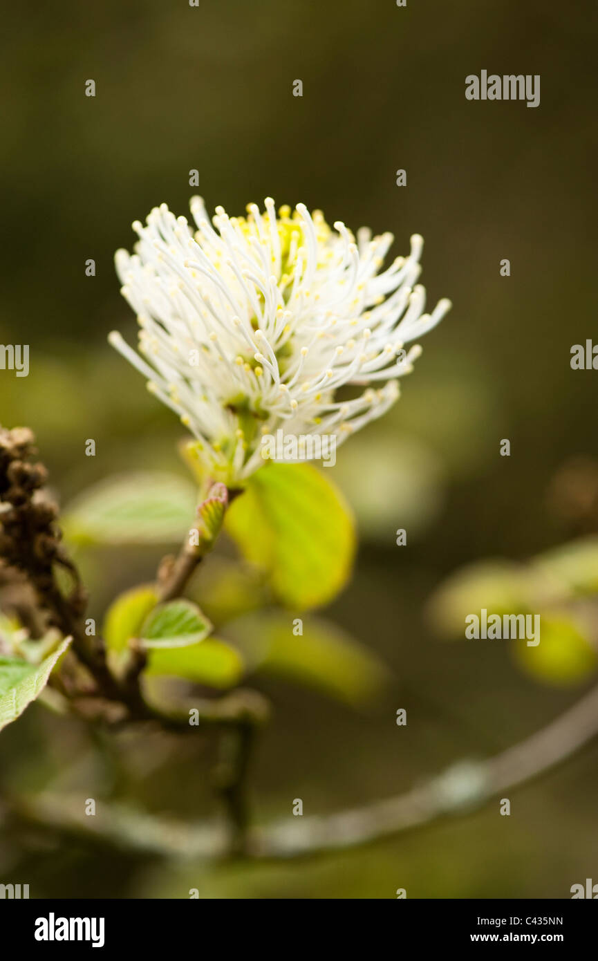 Fothergilla major, aulne, sorcière en fleur Banque D'Images