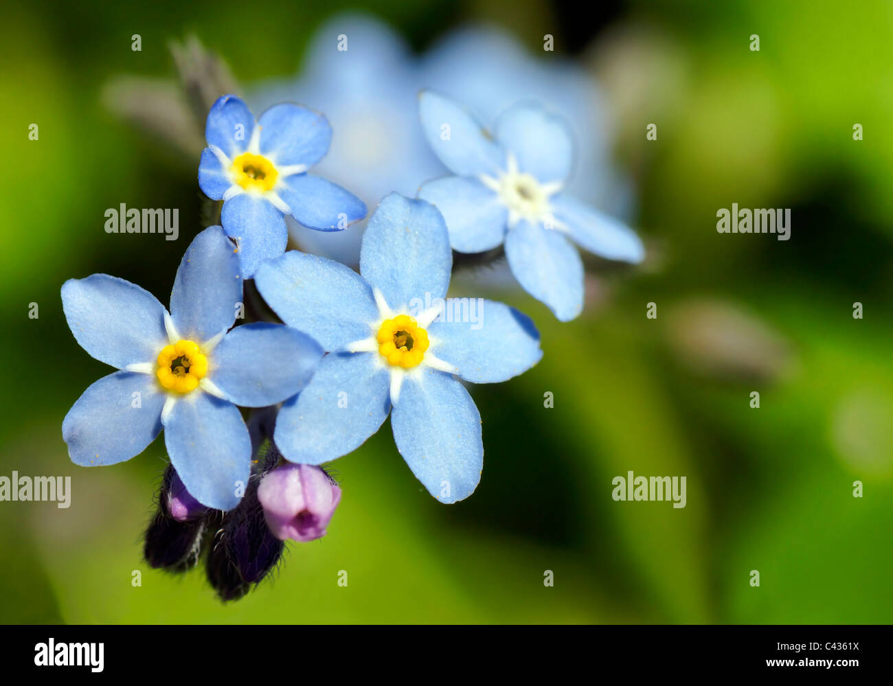 Belle et simple, Myosotis forget-me-not, bleu et jaune : fleur floral background parfait. Banque D'Images