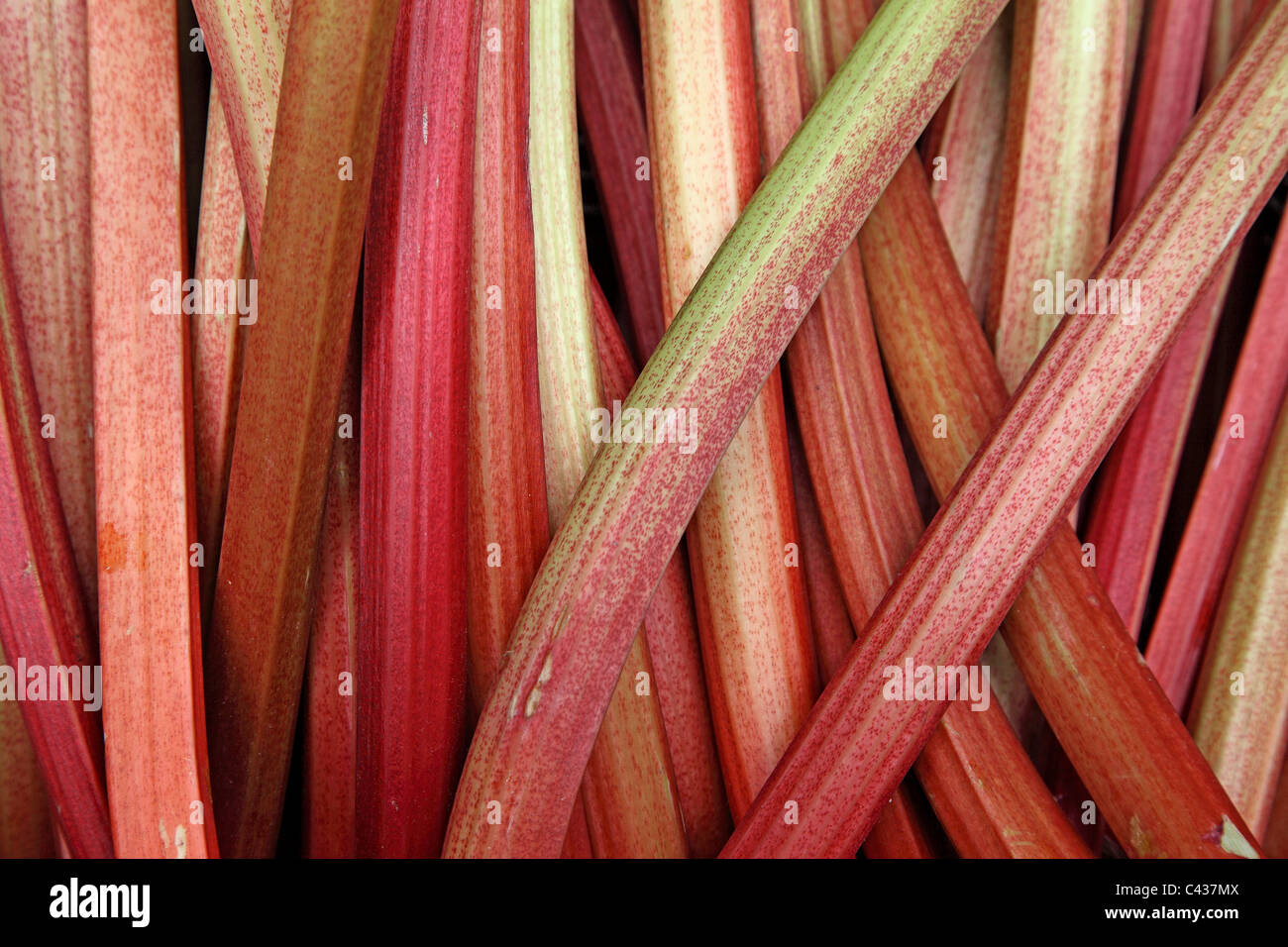 Les tiges de rhubarbe bunch Banque D'Images