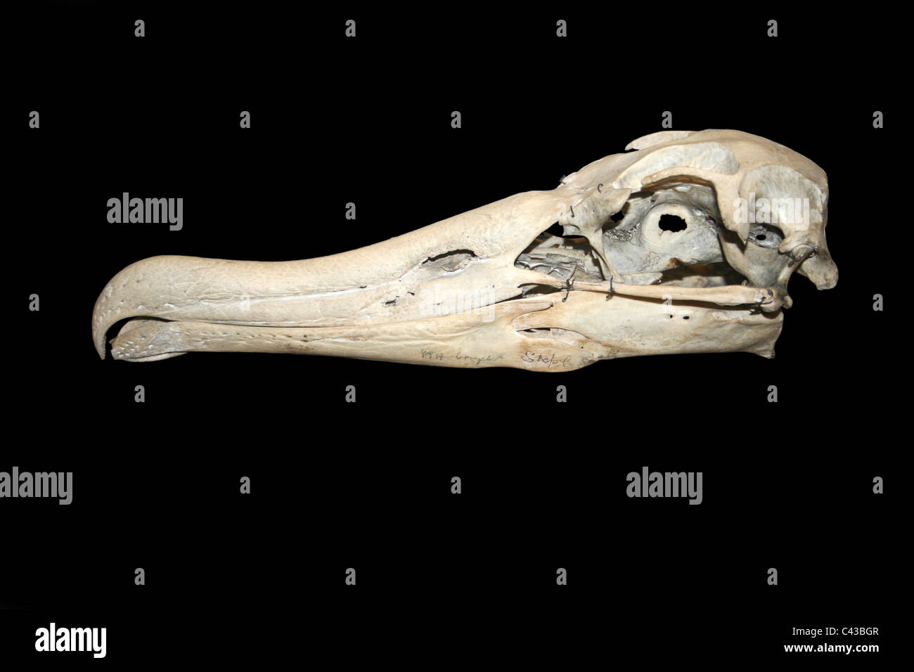 Crâne de l’Albatros Banque D'Images