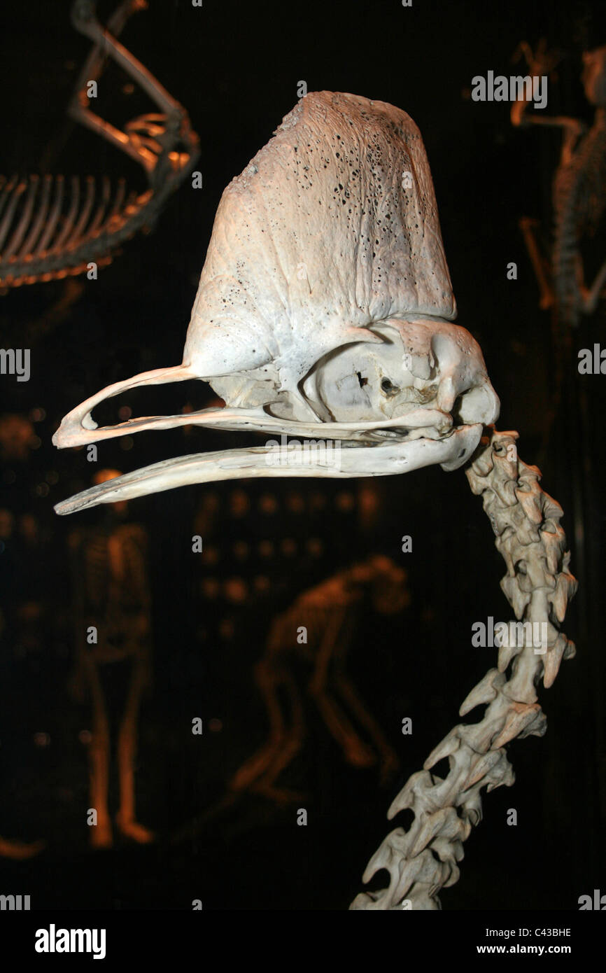 Cassowary crâne montrant Casque Banque D'Images