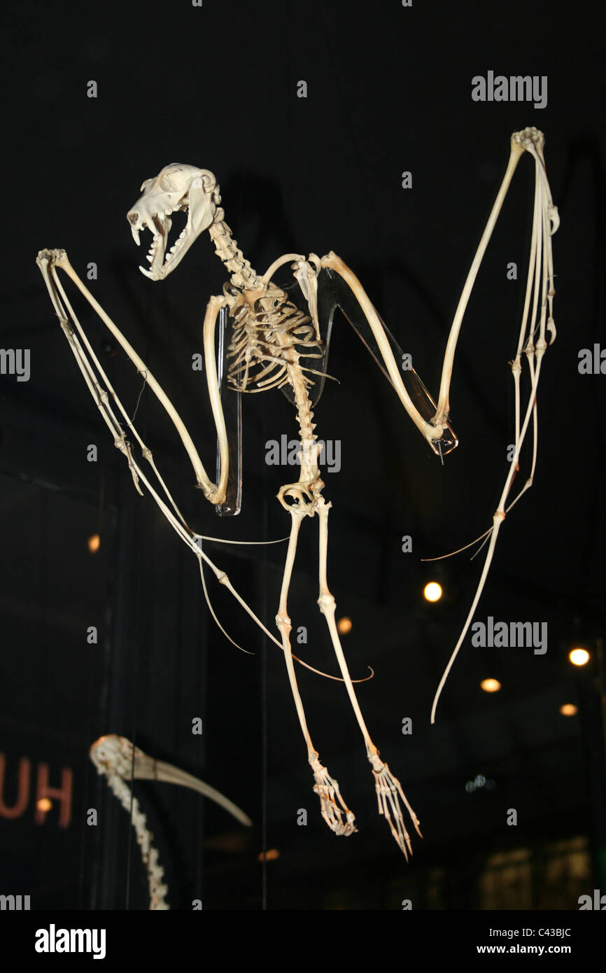 Squelette d'une chauve-souris vampire Pteropus sp. Banque D'Images