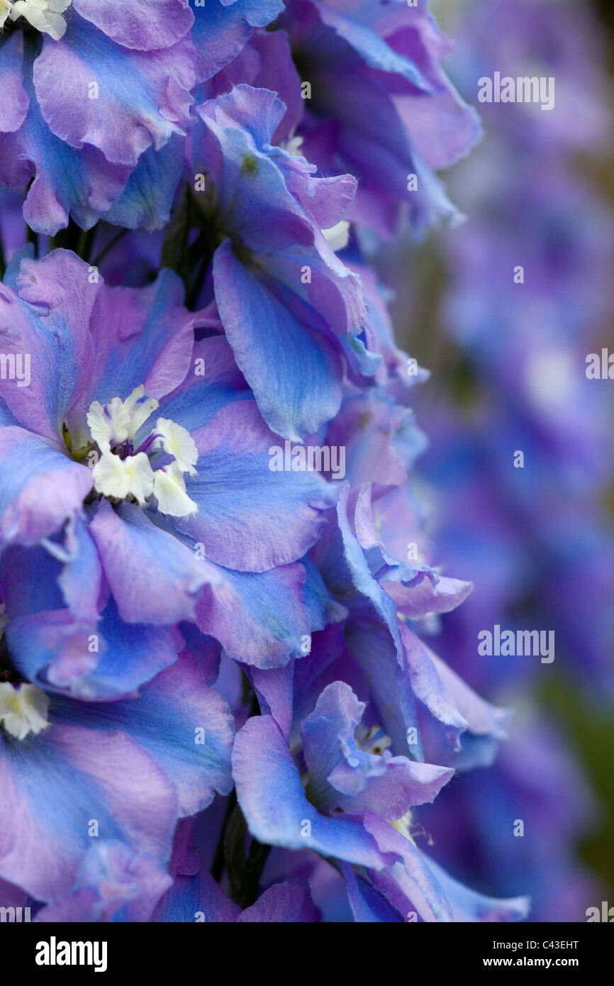 Spindrift Delphinium Ranunculaceae Delphinium Banque D'Images