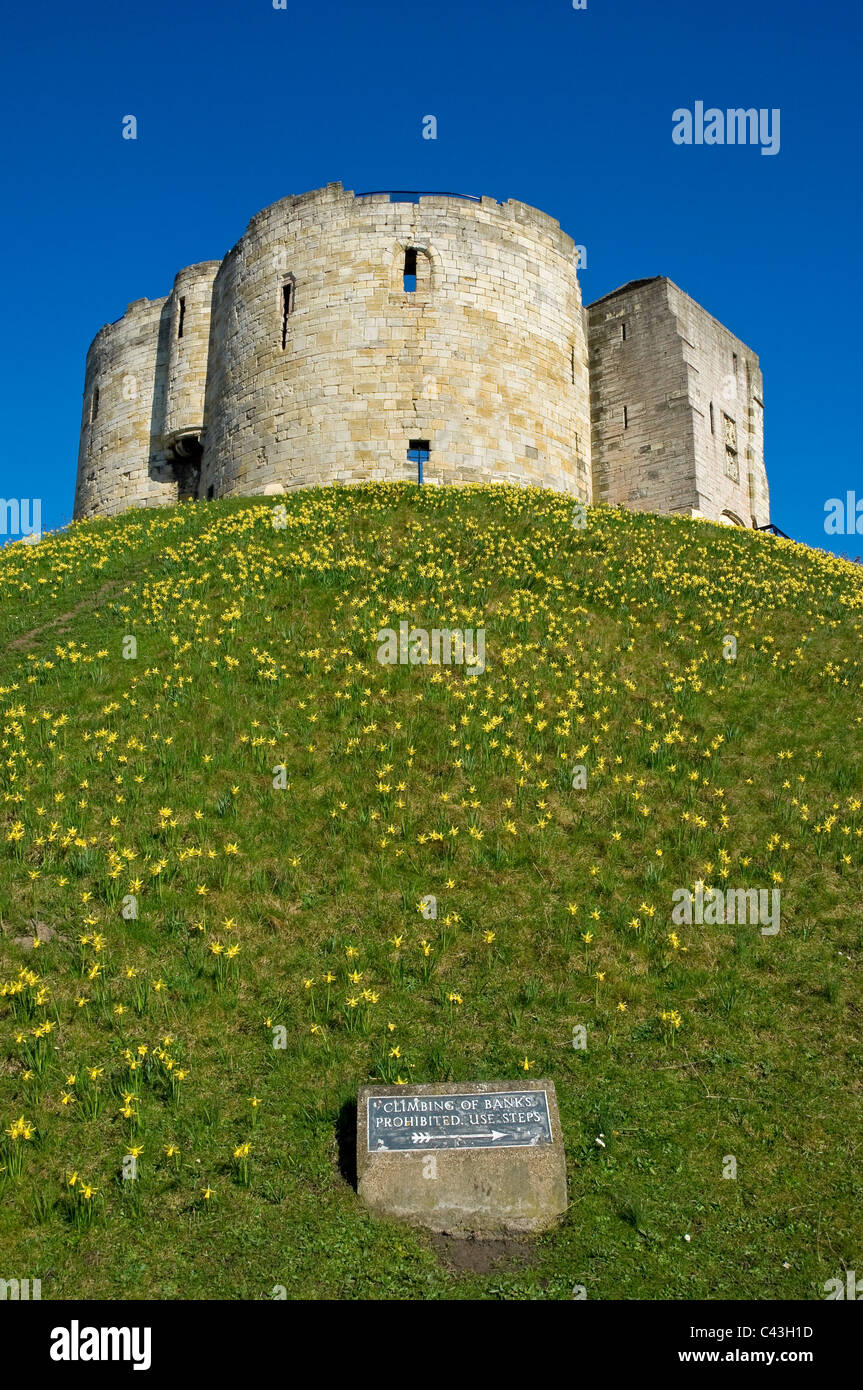 Cliffords Tower et les fleurs jaunes jonquilles au printemps York North Yorkshire Angleterre Royaume-Uni Grande-Bretagne Banque D'Images