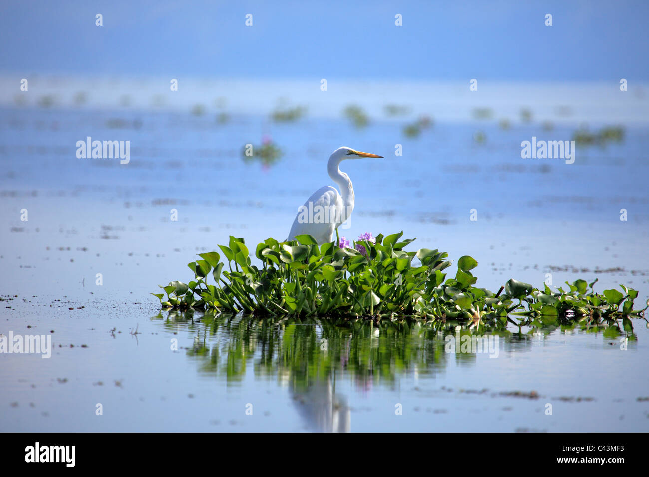 L'Afrique, Afrique, voyages, Nature, oiseau, oiseaux, l'eau, l'Afrique subsaharienne, Afrique de l'Est, panoramique, paysage, voyage, Wild, Wild life, wildl Banque D'Images