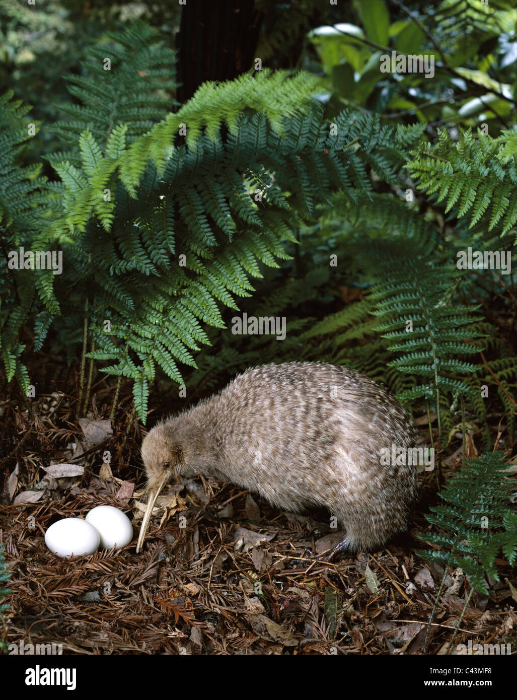 Oiseau Oeufs Maison De Vacances Kiwi Monument Peu Les