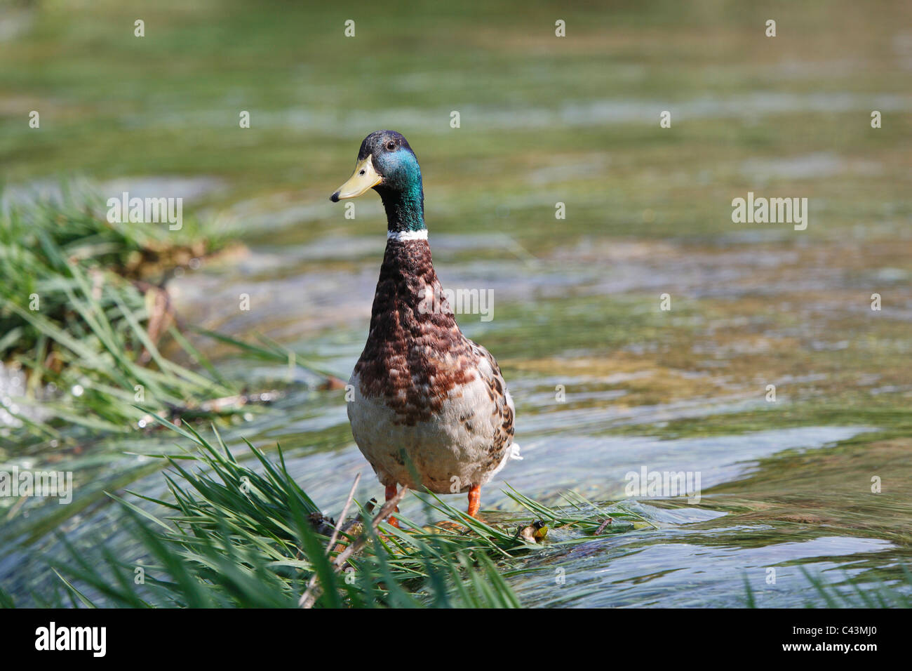 Canard Banque D'Images