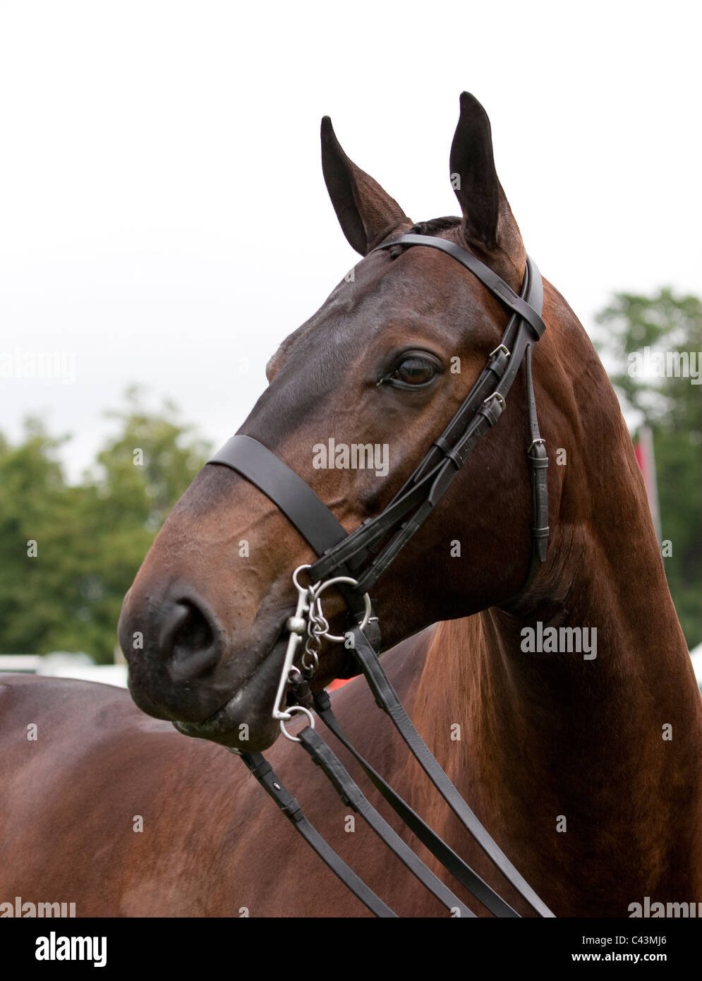 Faisceau double Hunter se précipitent au volant et de sauter des cours au grand arena de la Surrey pays show 2011 . Banque D'Images